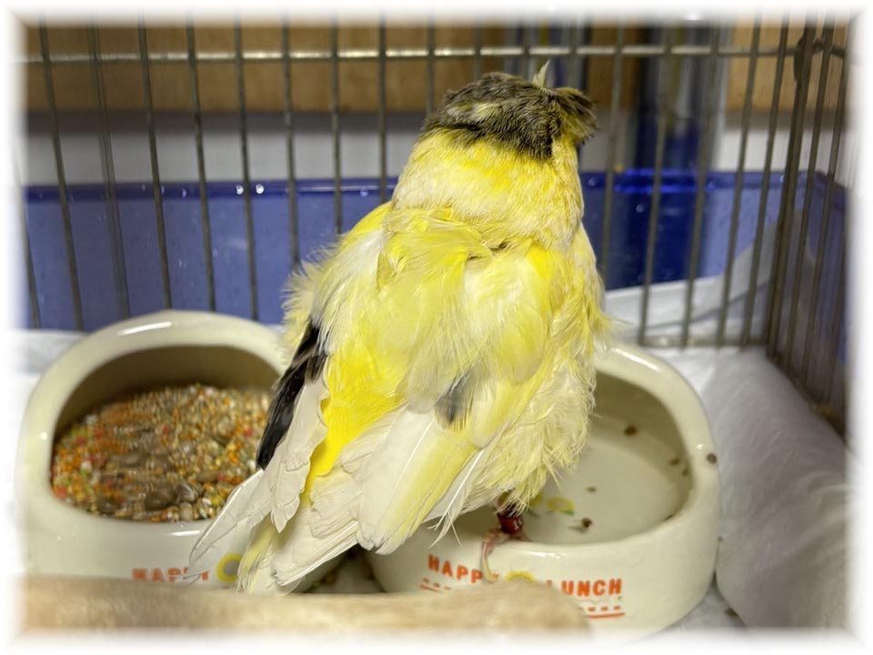 クリックで画像を表示