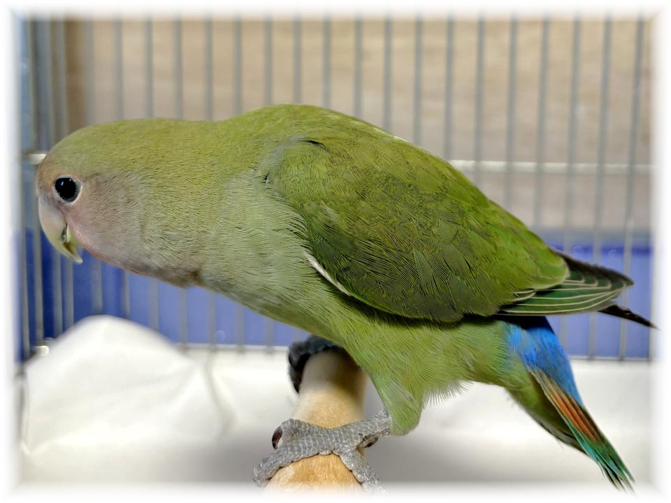 クリックで画像を表示