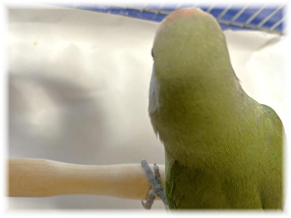 クリックで画像を表示