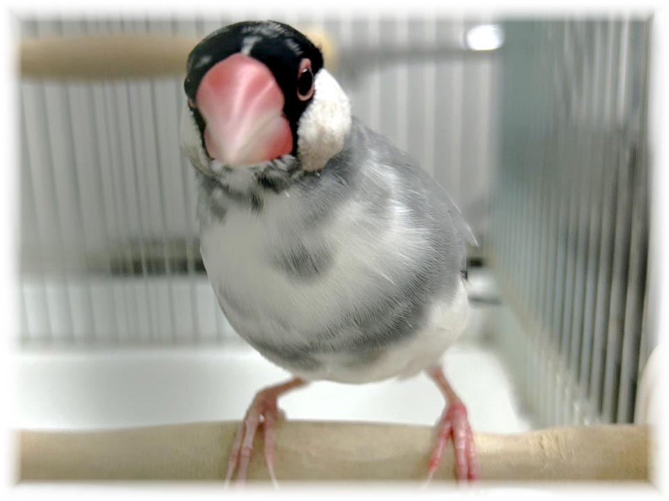 クリックで画像を表示