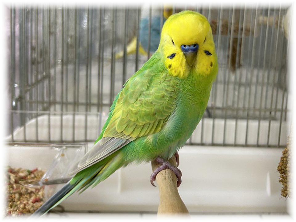 クリックで画像を表示