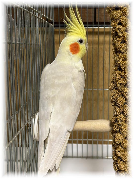 クリックで画像を表示