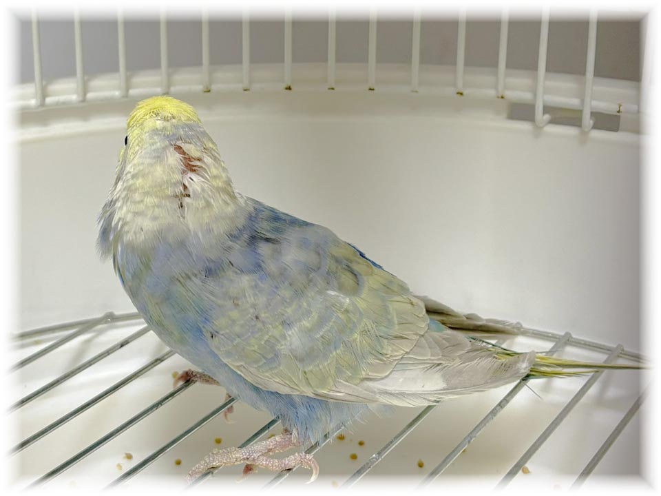 クリックで画像を表示