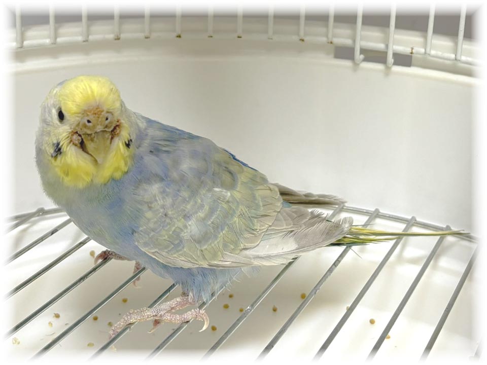 クリックで画像を表示