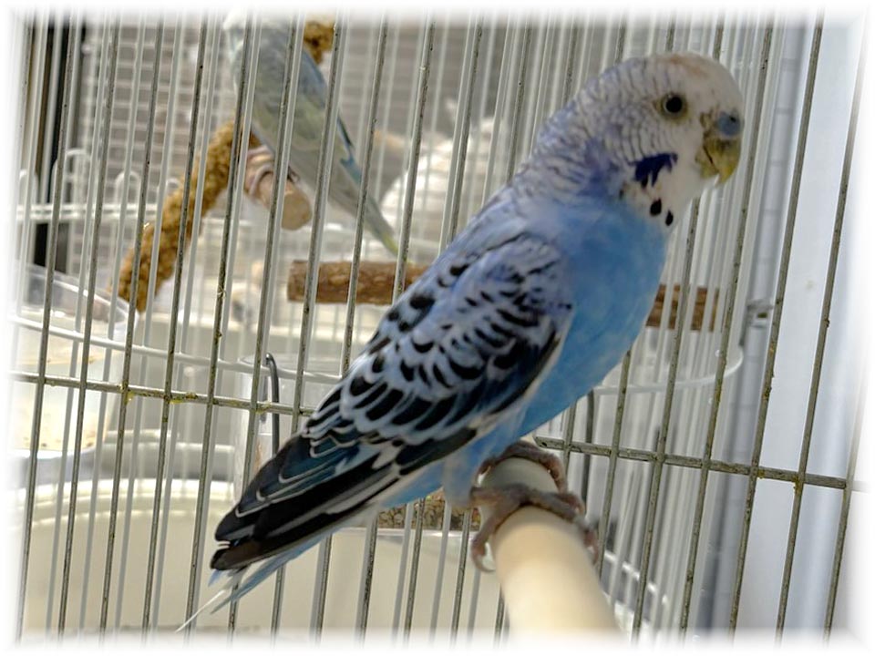 クリックで画像を表示