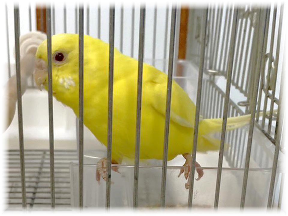 クリックで画像を表示