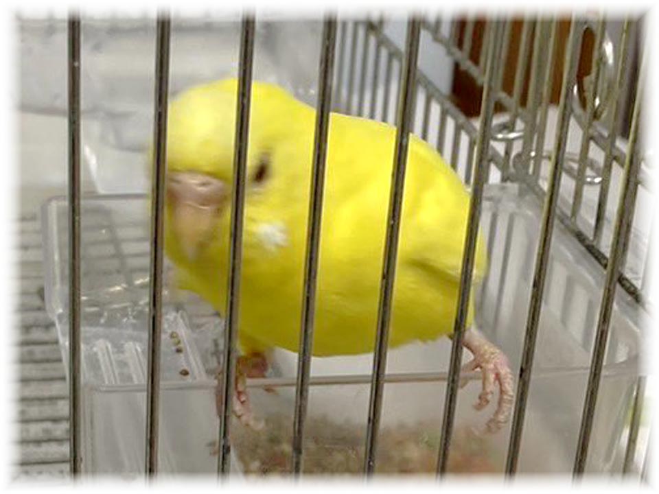 クリックで画像を表示