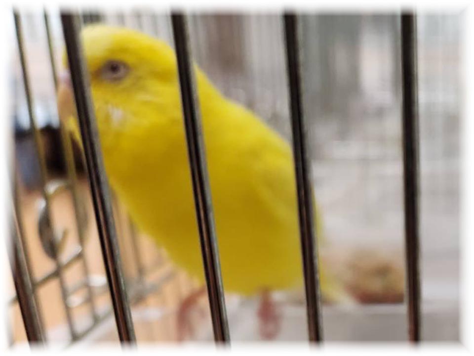 クリックで画像を表示