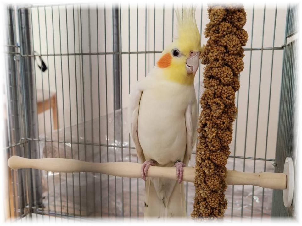 クリックで画像を表示