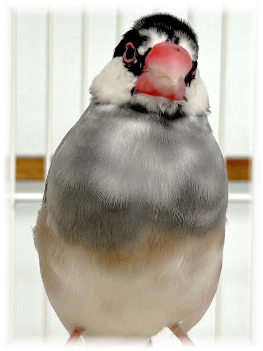 クリックで画像を表示