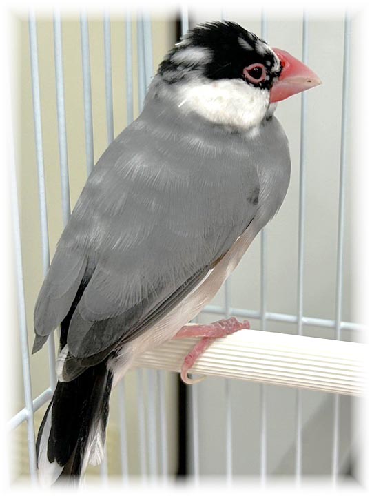 クリックで画像を表示