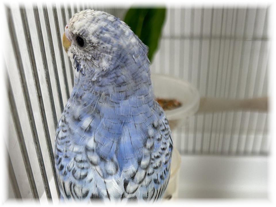 クリックで画像を表示