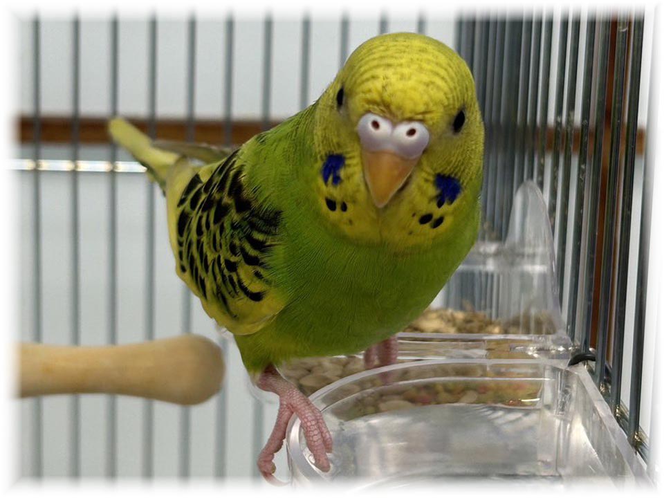 クリックで画像を表示