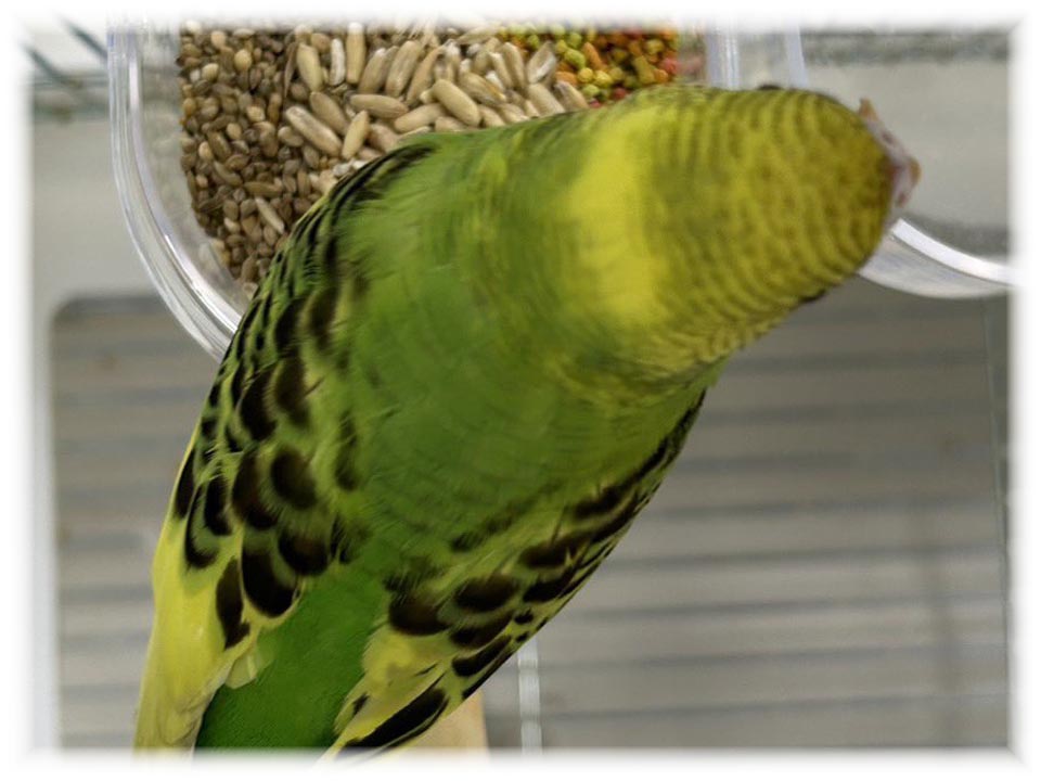 クリックで画像を表示