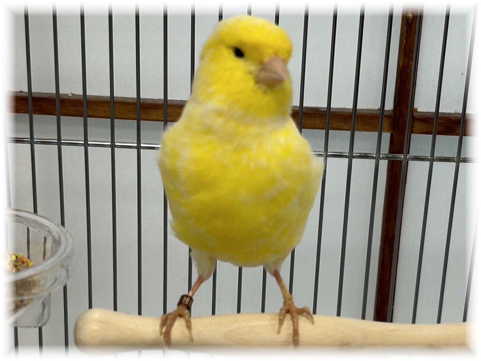 クリックで画像を表示