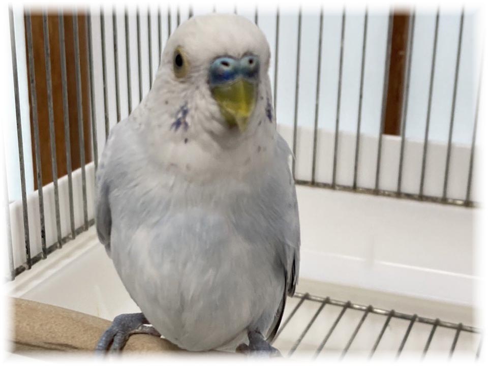 クリックで画像を表示