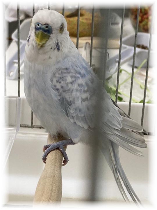 クリックで画像を表示