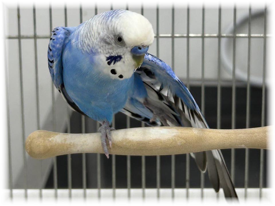 クリックで画像を表示