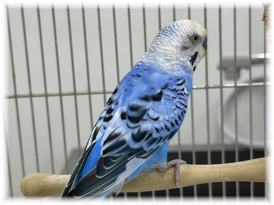 クリックで画像を表示