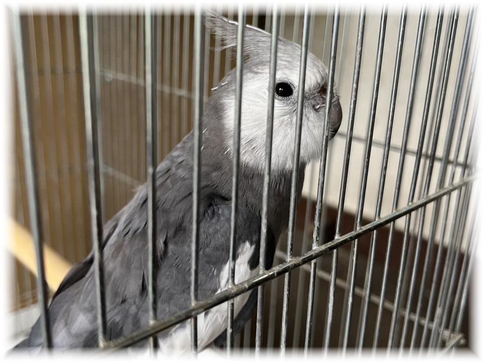 クリックで画像を表示