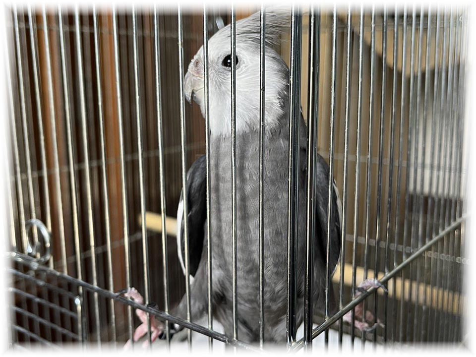 クリックで画像を表示