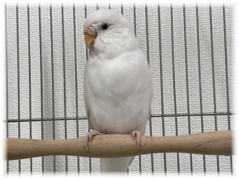 クリックで画像を表示