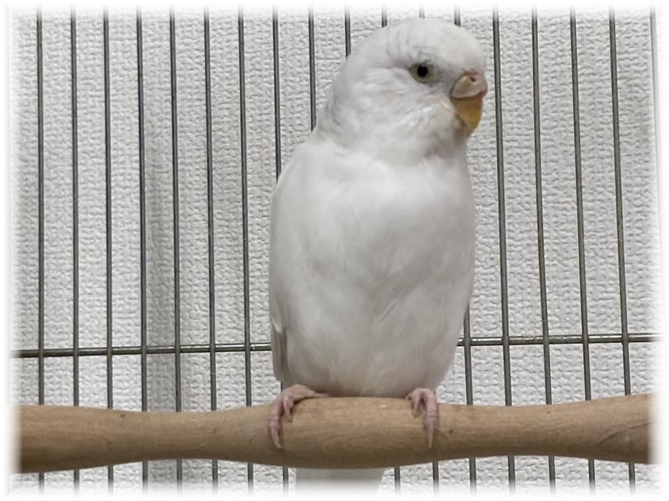 クリックで画像を表示