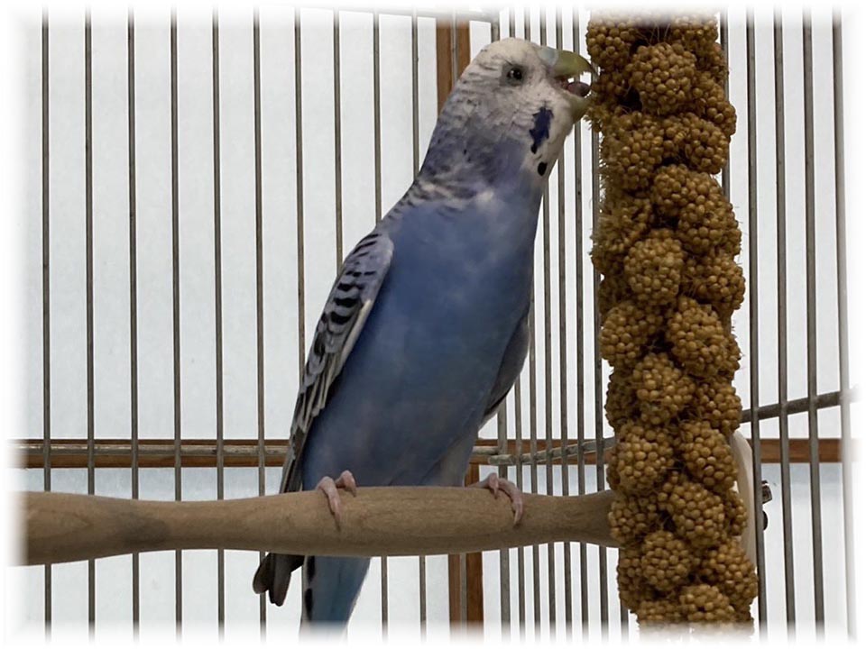 クリックで画像を表示