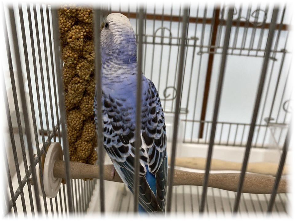 クリックで画像を表示