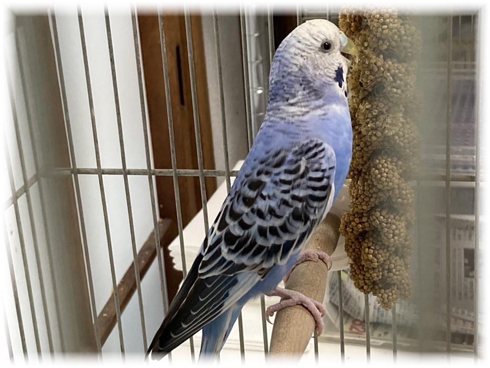 クリックで画像を表示