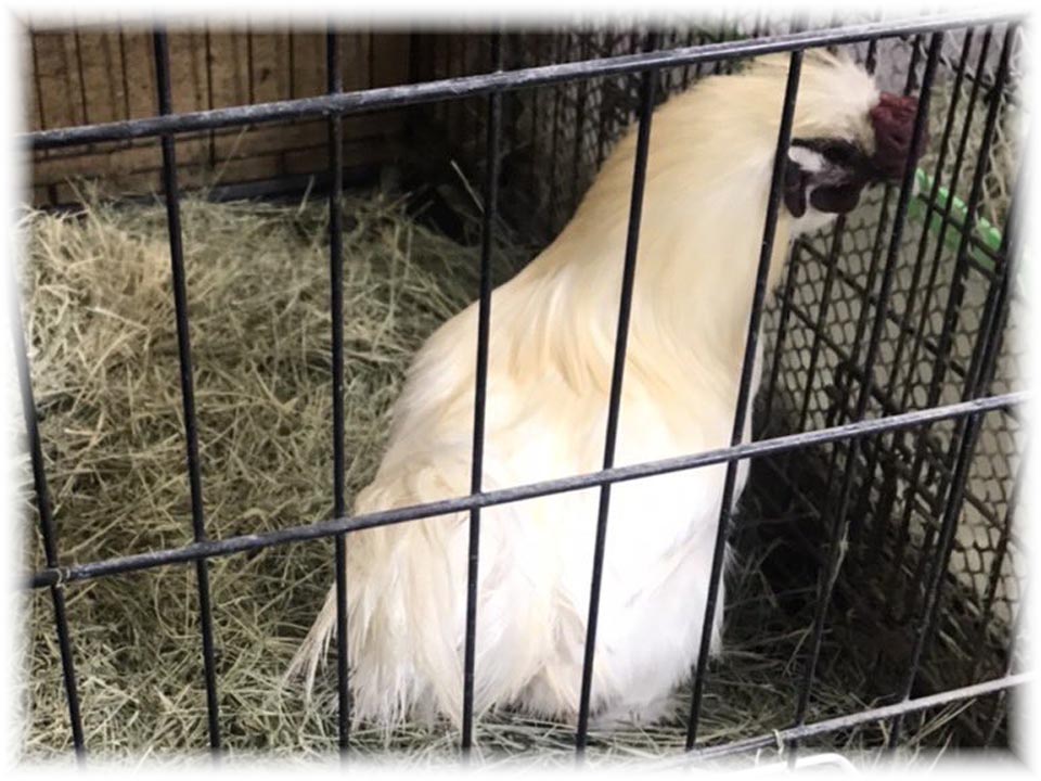 クリックで画像を表示