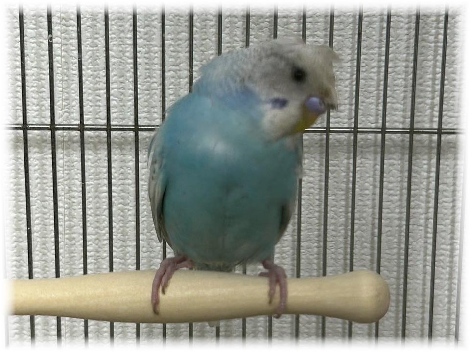 クリックで画像を表示