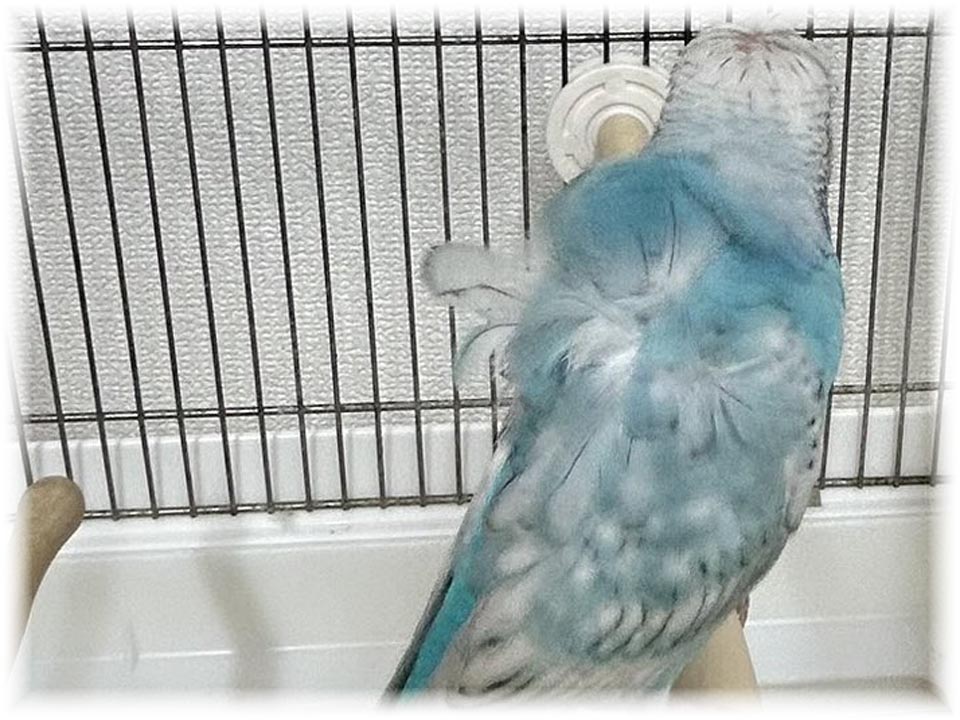 クリックで画像を表示