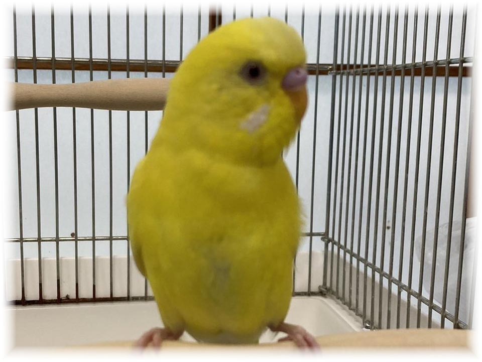 クリックで画像を表示