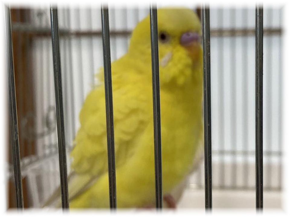 クリックで画像を表示