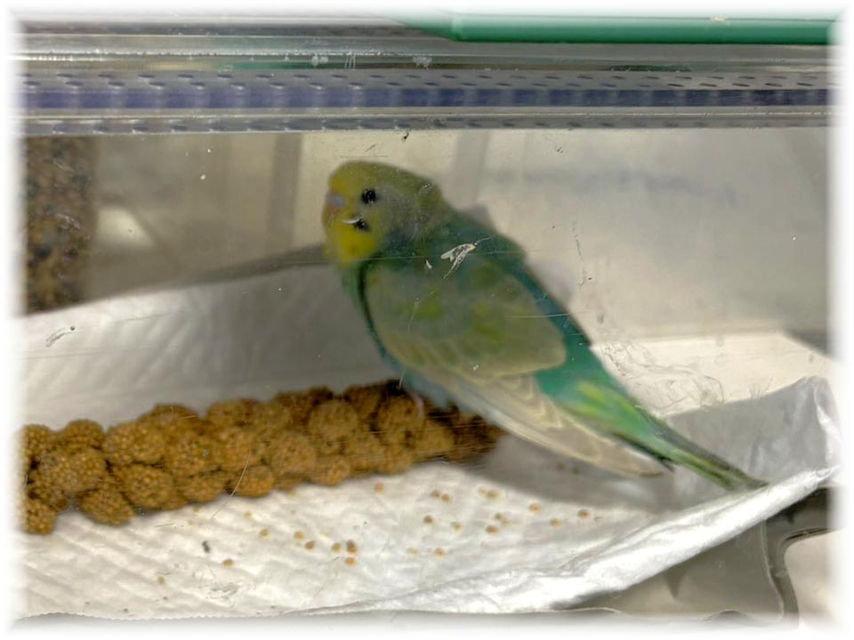 クリックで画像を表示