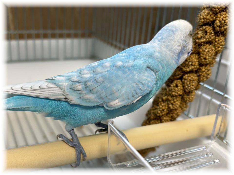 クリックで画像を表示