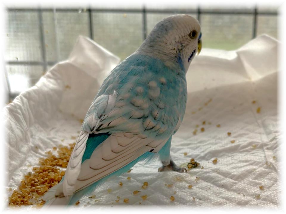 クリックで画像を表示