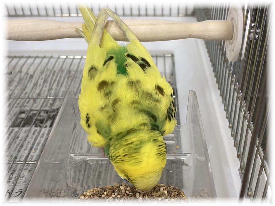 クリックで画像を表示