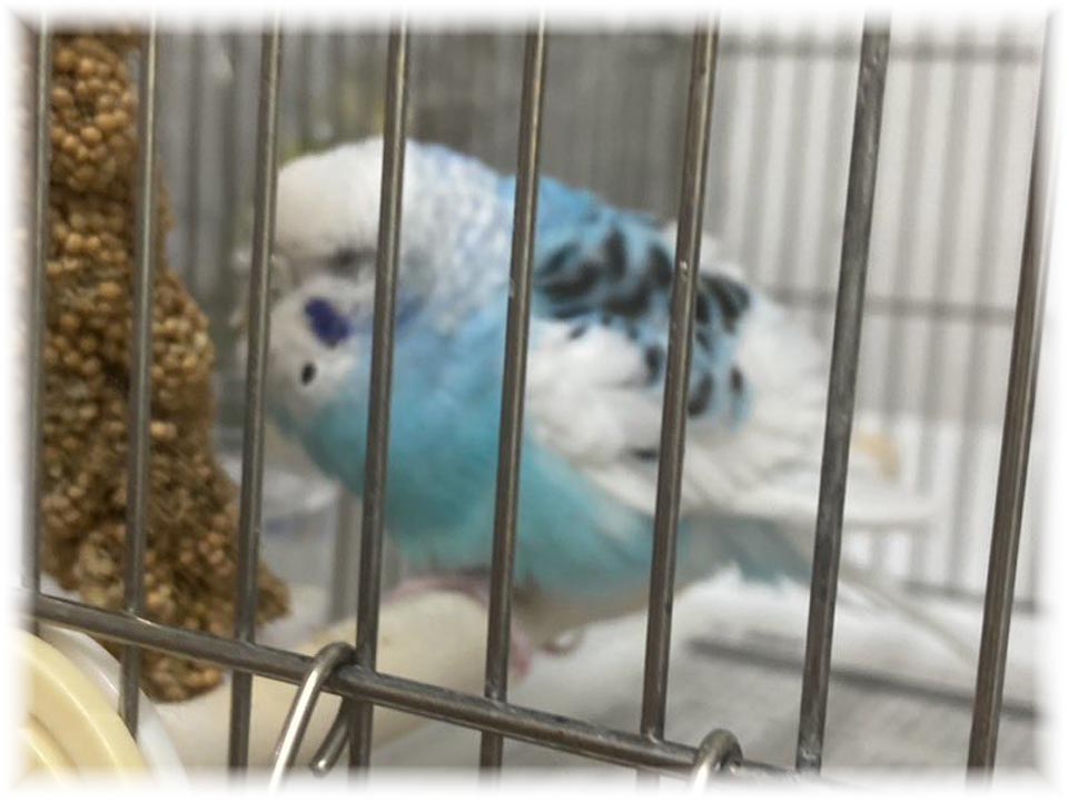 クリックで画像を表示