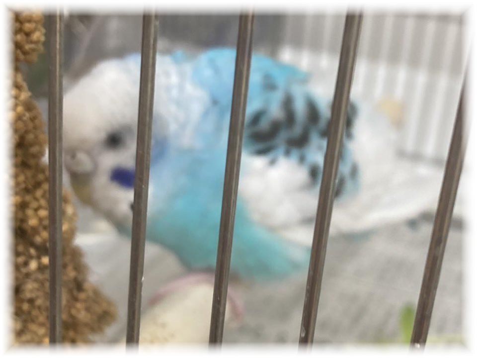 クリックで画像を表示