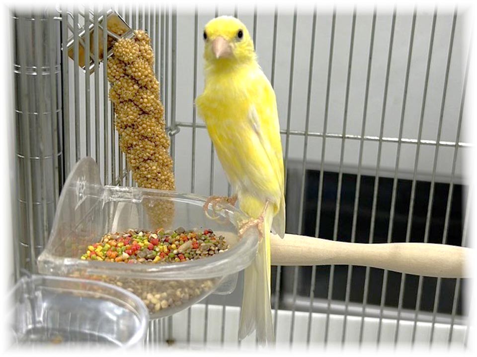 クリックで画像を表示