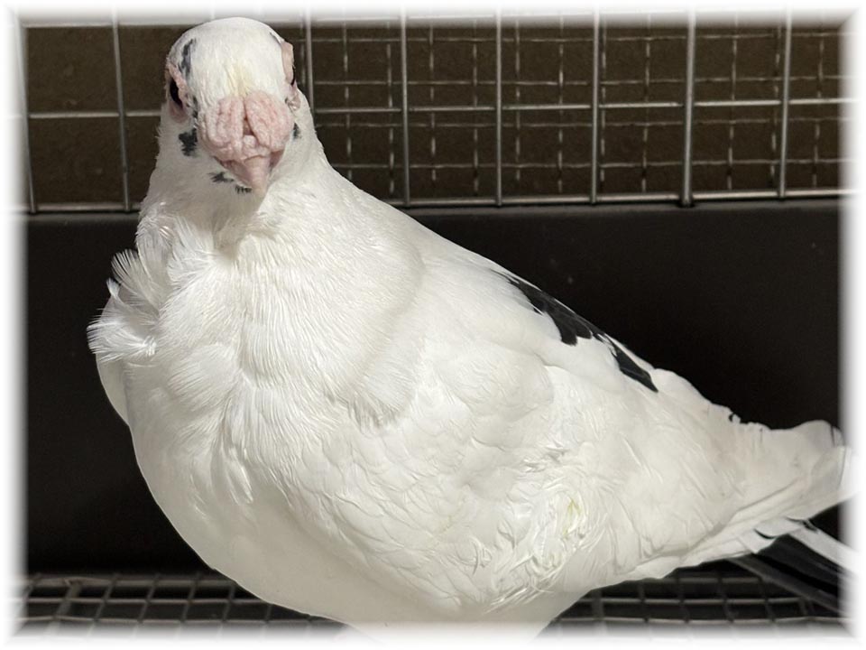 クリックで画像を表示