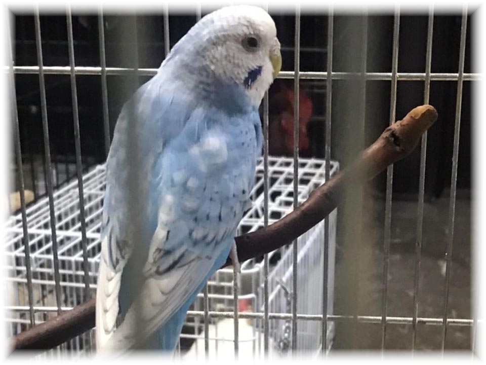 クリックで画像を表示