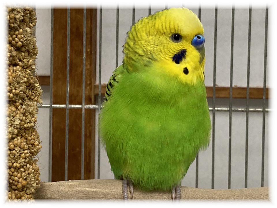 クリックで画像を表示