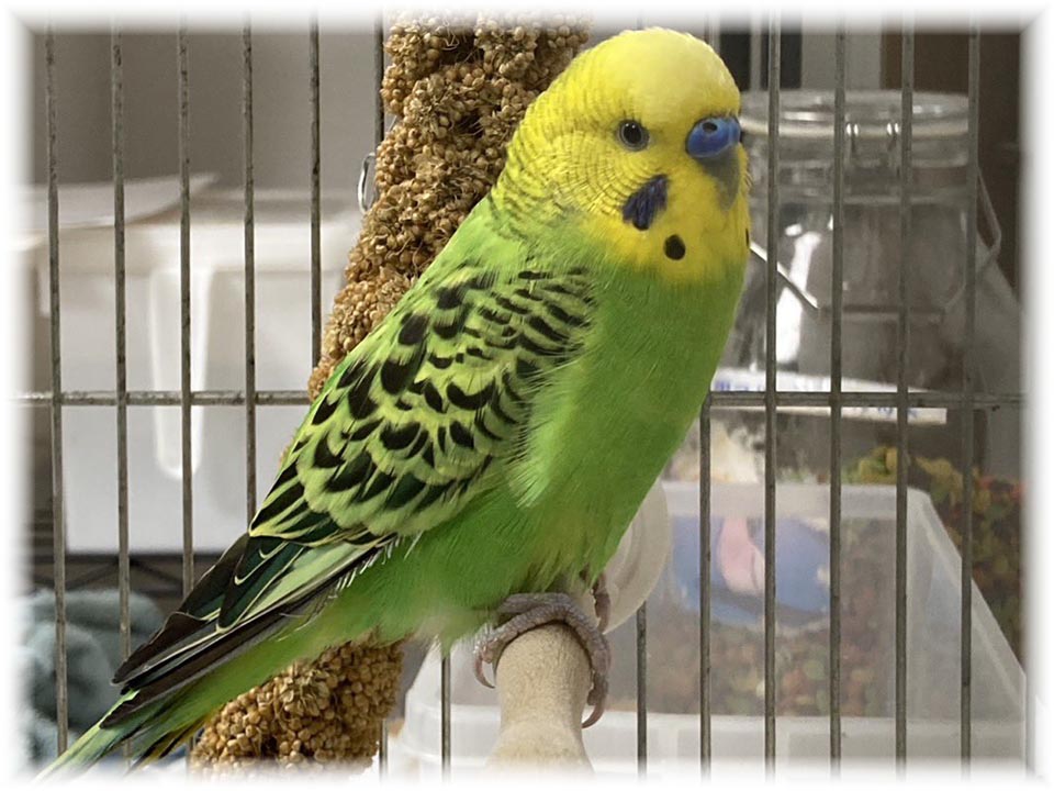 クリックで画像を表示