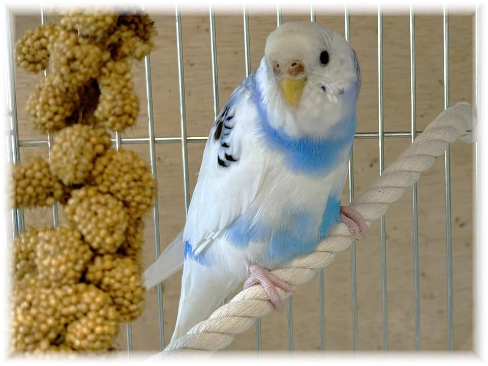 クリックで画像を表示