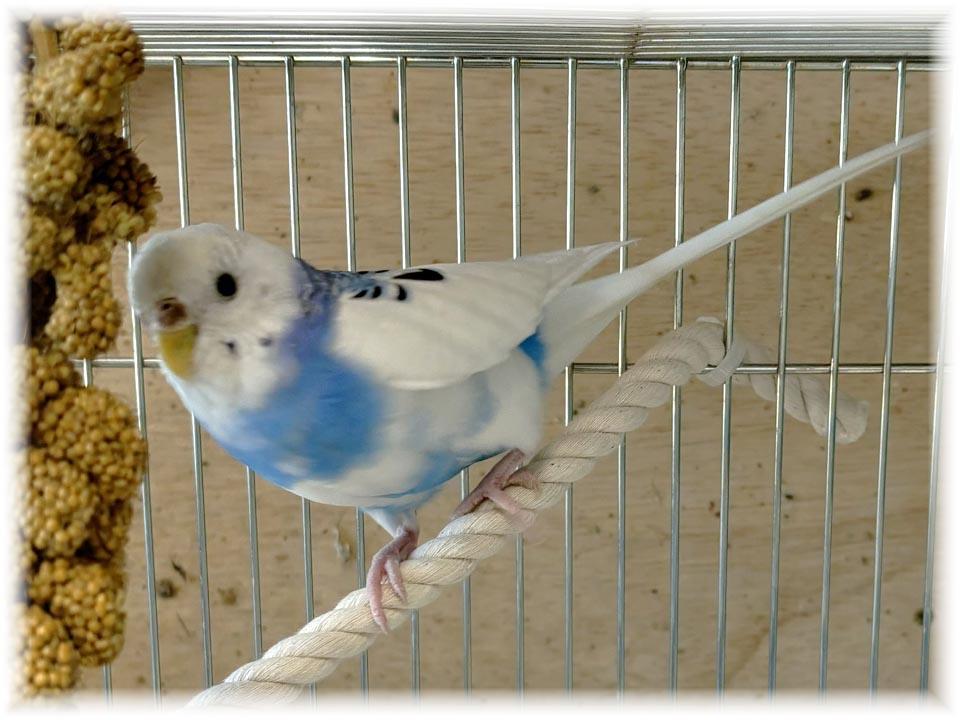 クリックで画像を表示