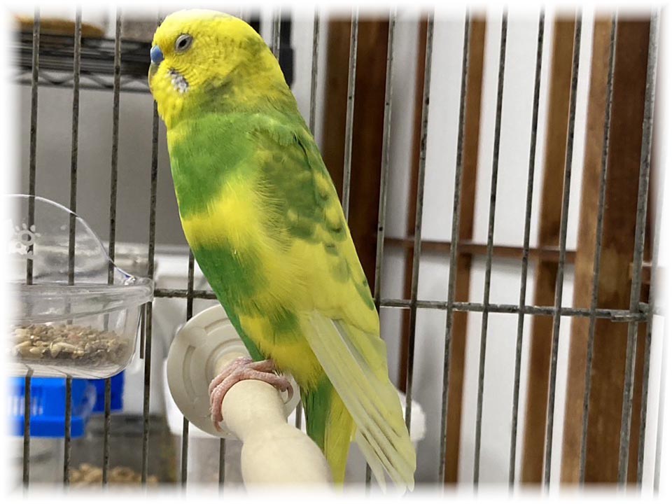 クリックで画像を表示