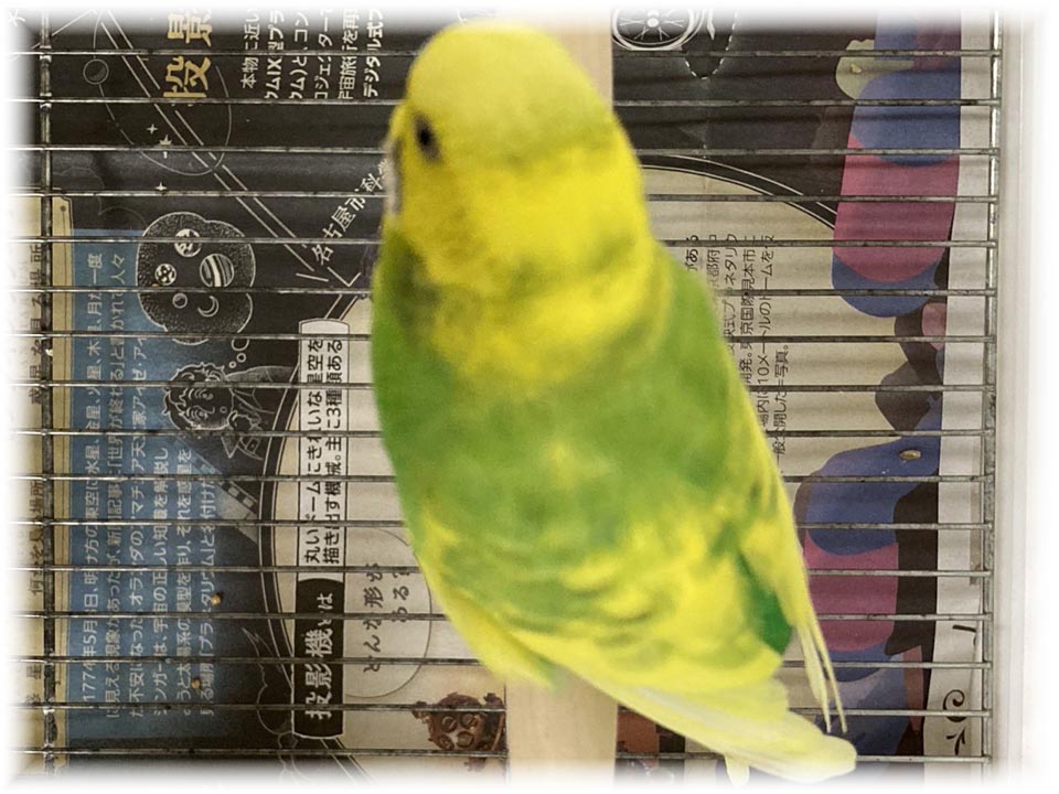 クリックで画像を表示